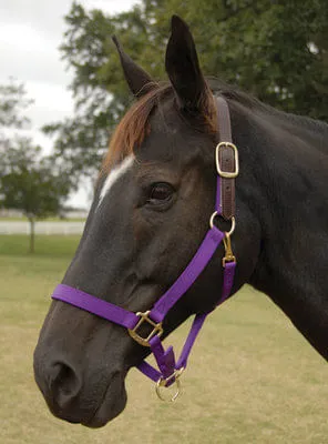 Breakaway Horse Halter, Horse Size