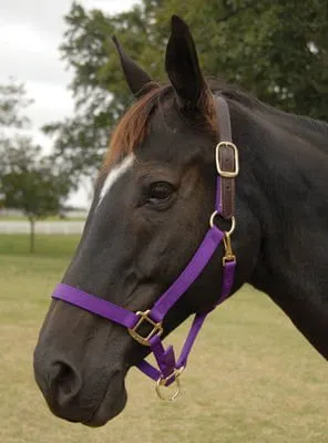 Breakaway Horse Halter, Horse Size