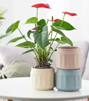 Classic Jar Ceramic Pot – Glazed Indoor & Outdoor Planter