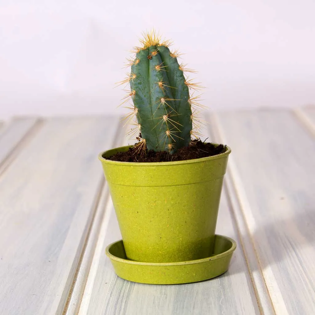 Haxnicks 3" Bamboo Pots (Pack of 5)