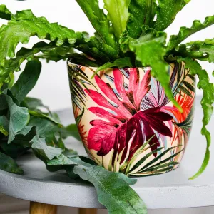Monza Tropical Fuchsia Planter Indoor Ceramic 16cm Pot